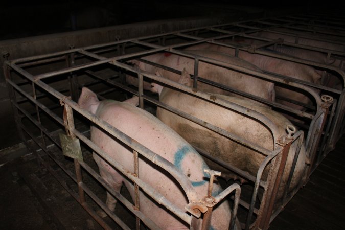 Sow stalls at Bungowannah Piggery NSW