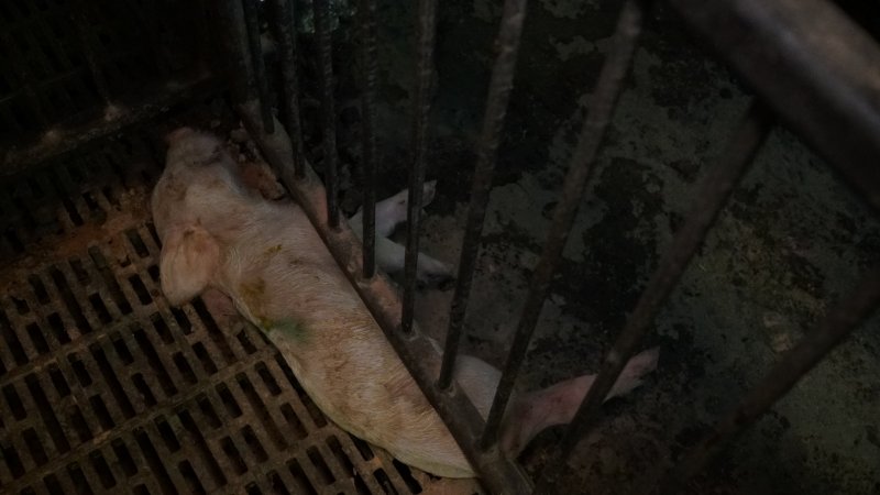 Dead weaner piglet