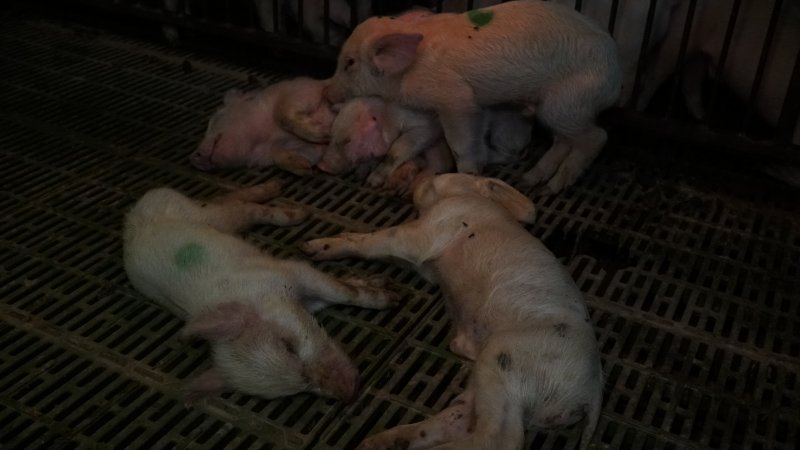 Dead and sick weaner piglets