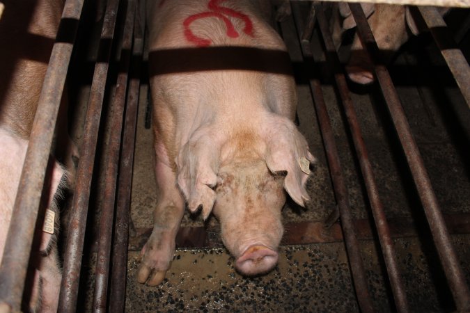 Sow stalls at Bungowannah Piggery NSW