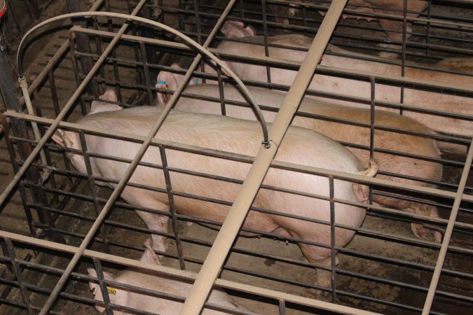 Sow stalls from above