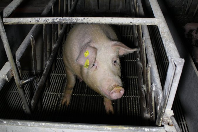 Farrowing crates at Huntly Piggery NSW