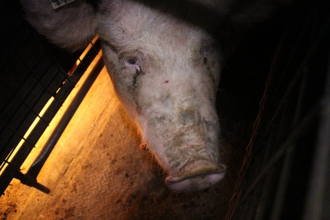 Farrowing crates at Willawa Piggery NSW