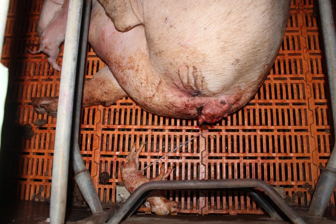 Farrowing crates at Wasleys Piggery SA