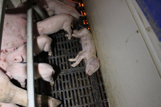 Farrowing crates at Sheaoak Piggery SA