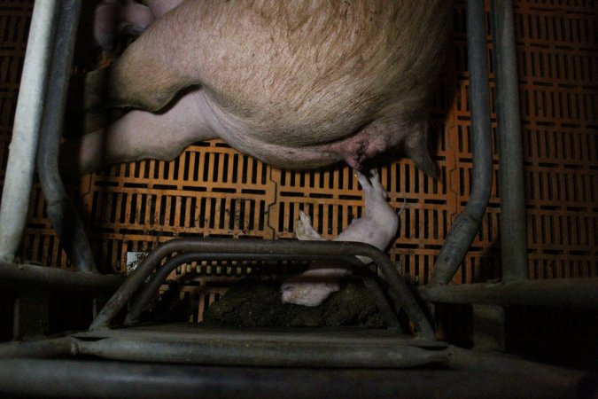 Farrowing crates at Wasleys Piggery SA