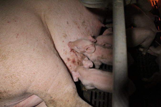 Farrowing crates at Sheaoak Piggery SA