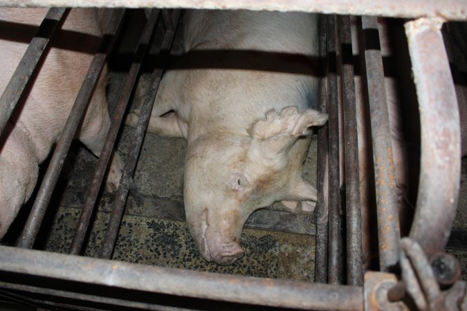 Sow stalls at Bungowannah Piggery NSW