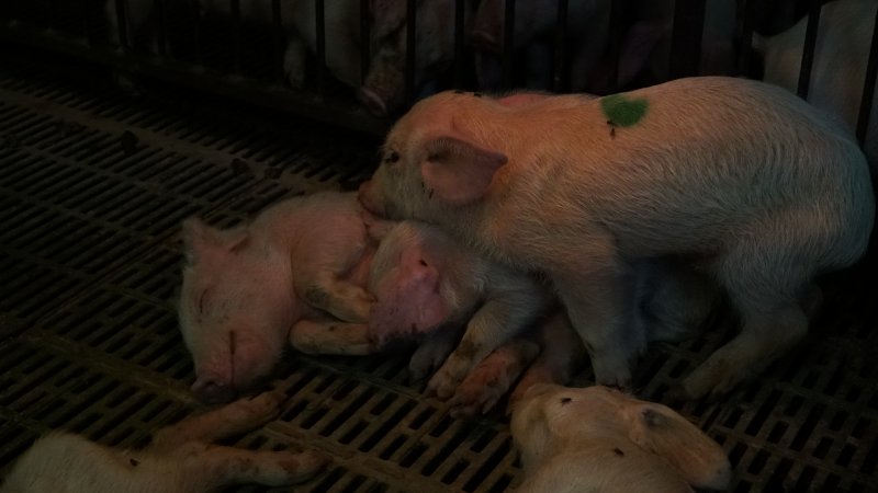 Shivering weaner piglets