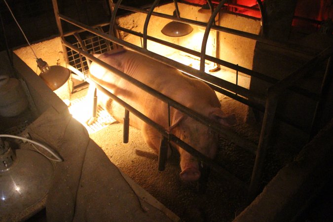 Farrowing crates at Korunye Park Piggery SA