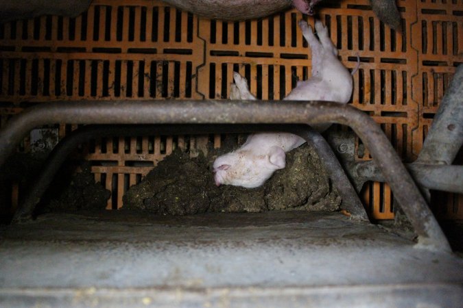 Farrowing crates at Wasleys Piggery SA