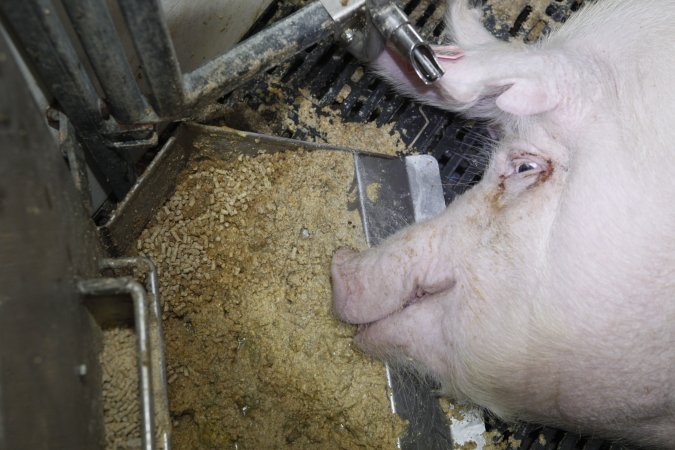 Farrowing crates at Mindarra Piggery WA