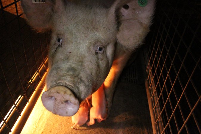 Farrowing crates at Willawa Piggery NSW