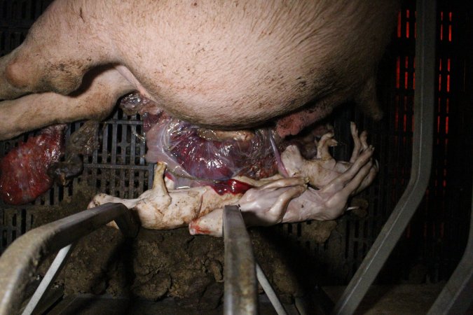 Farrowing crates at Sheaoak Piggery SA