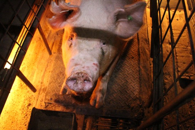 Farrowing crates at Willawa Piggery NSW