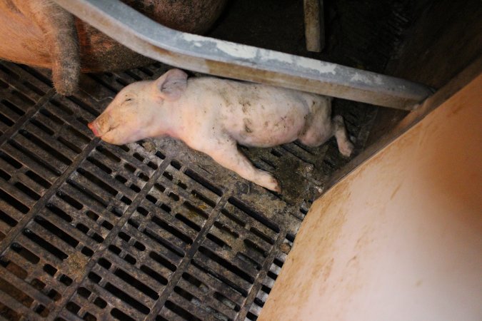 Farrowing crates at Sheaoak Piggery SA