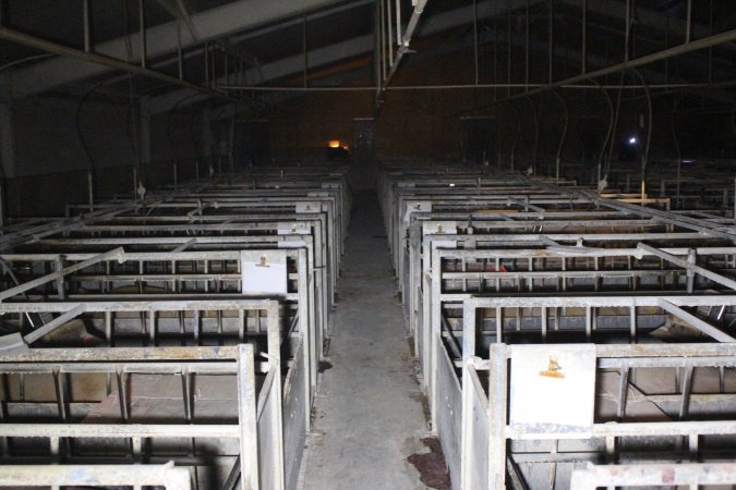 Looking down aisle of farrowing shed