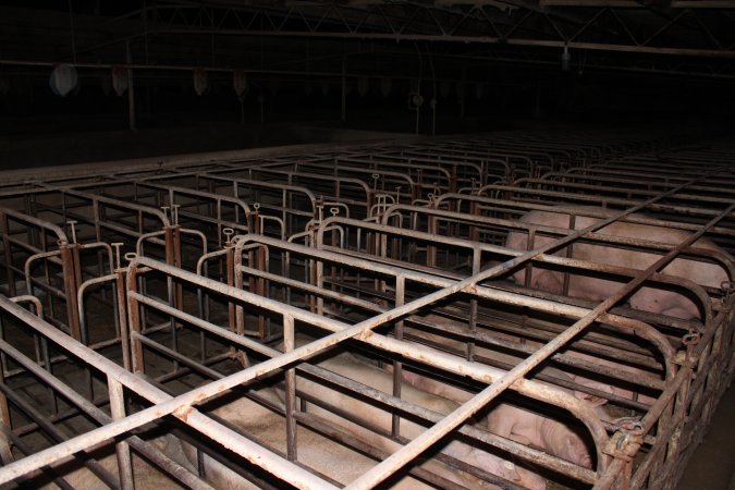 Sow stalls at Bungowannah Piggery NSW