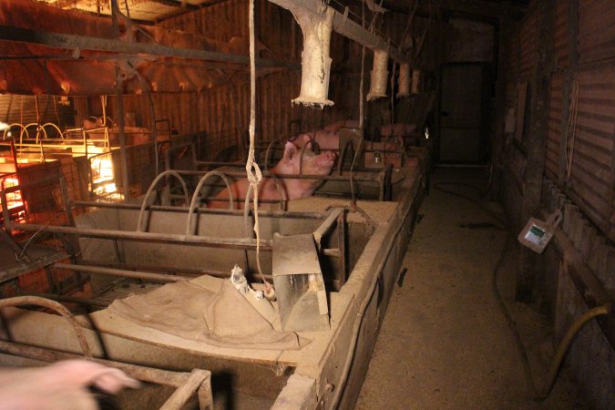 Farrowing crates at Korunye Park Piggery SA