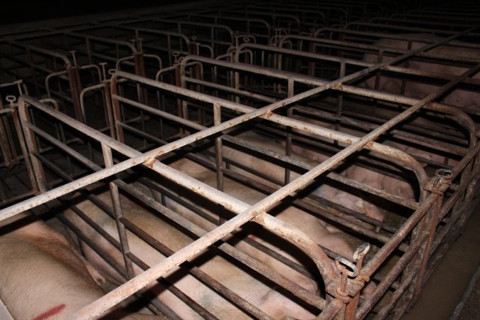 Sow stalls at Bungowannah Piggery NSW