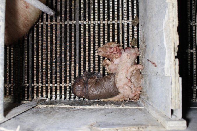 Farrowing crates at Huntly Piggery NSW