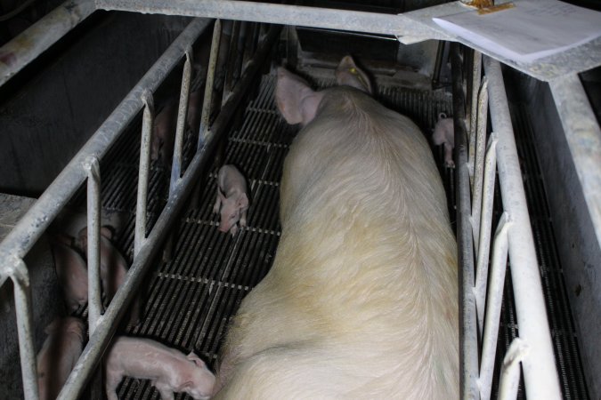 Farrowing crates at Huntly Piggery NSW