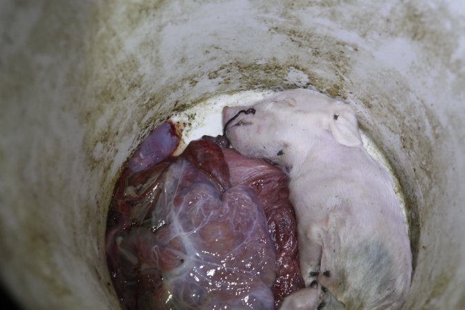 Dead piglet in bucket