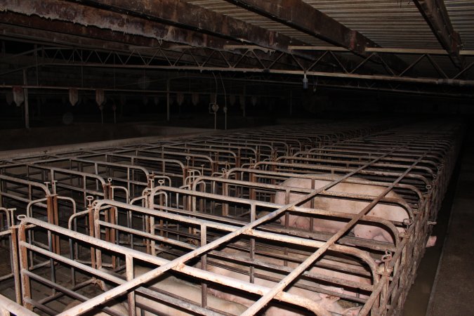 Sow stalls at Bungowannah Piggery NSW