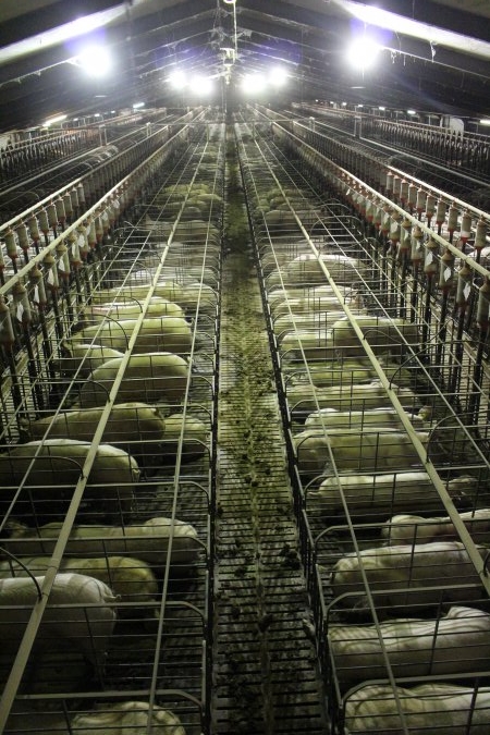 Wide view of huge sow stall shed from above