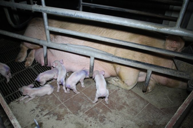 Farrowing crates at Girgarre Piggery VIC