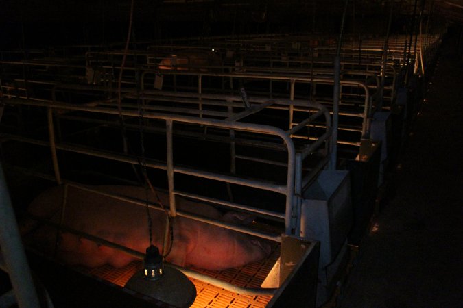 Farrowing crates at Wasleys Piggery SA