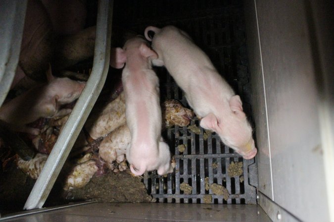 Farrowing crates at Sheaoak Piggery SA