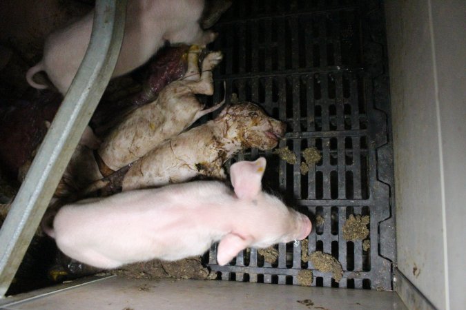 Farrowing crates at Sheaoak Piggery SA