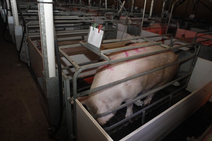 Farrowing crates at Mindarra Piggery WA