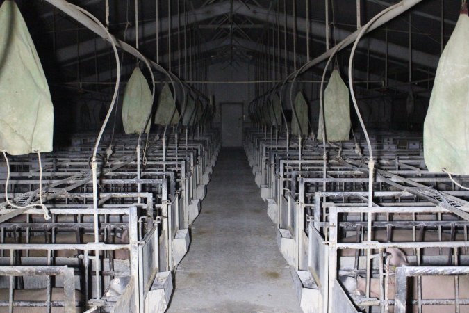 Looking down aisle of farrowing shed