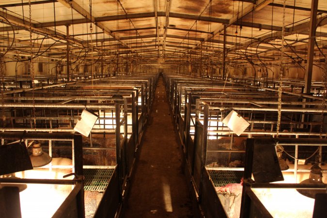 Looking down aisle of farrowing shed