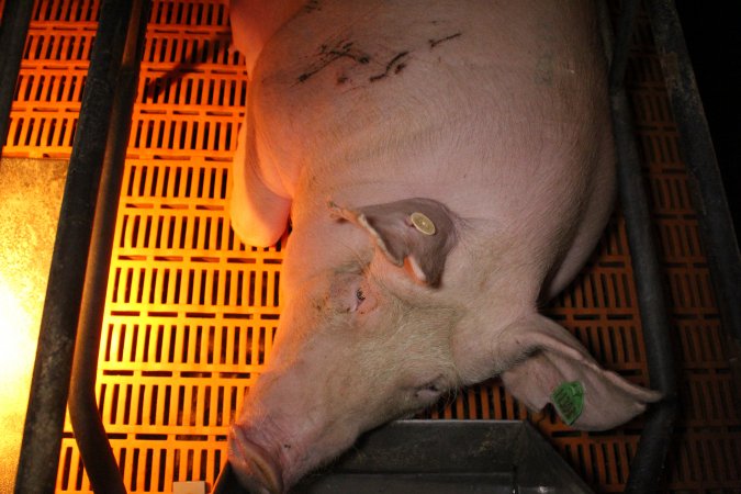 Farrowing crates at Wasleys Piggery SA