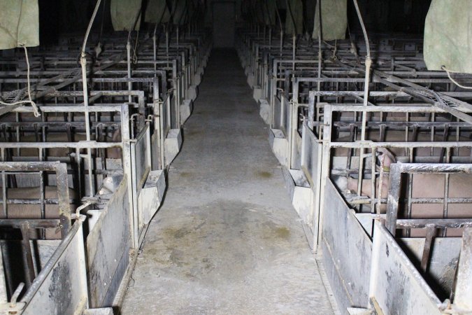 Looking down aisle of farrowing shed