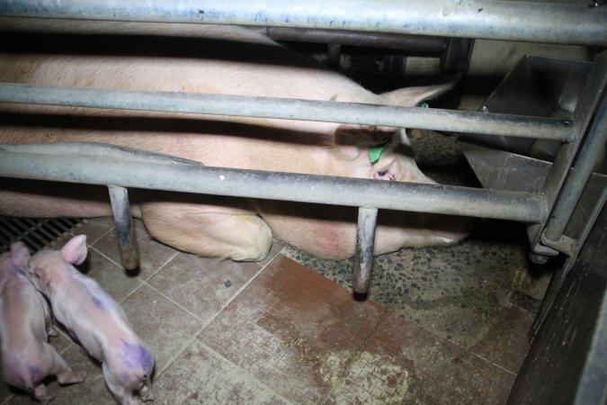 Farrowing crates at Girgarre Piggery VIC