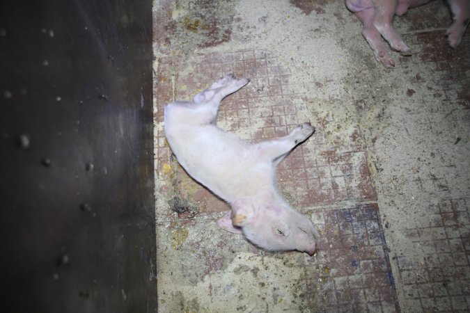 Farrowing crates at Girgarre Piggery VIC