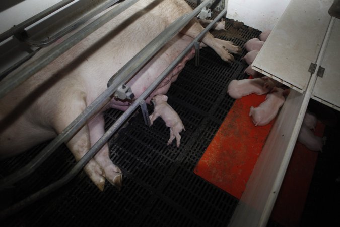 Farrowing crates at Mindarra Piggery WA