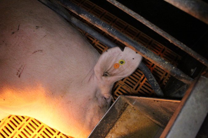 Farrowing crates at Wasleys Piggery SA