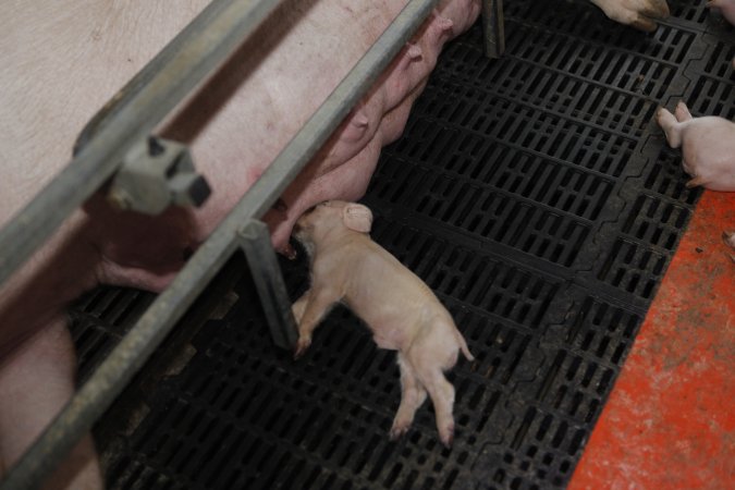 Farrowing crates at Mindarra Piggery WA