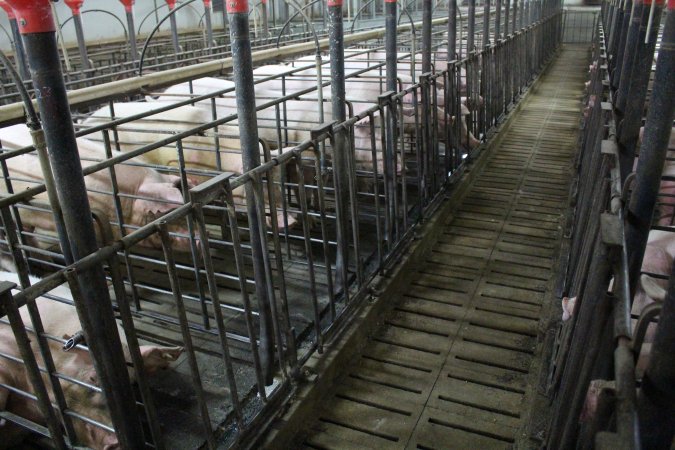 Boar stalls