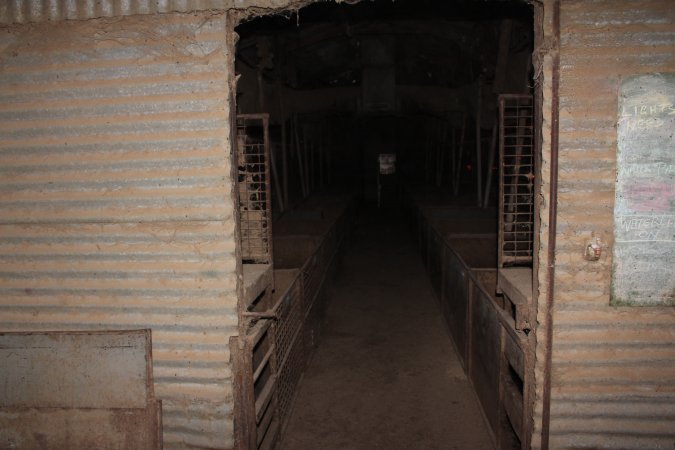 Farrowing crates at Willawa Piggery NSW