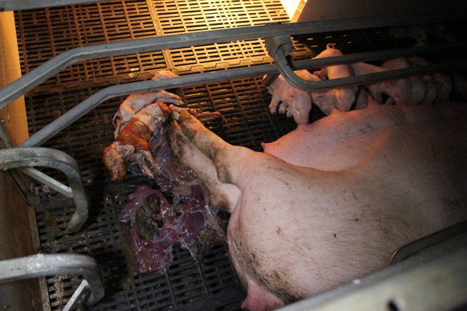 Farrowing crates at Sheaoak Piggery SA