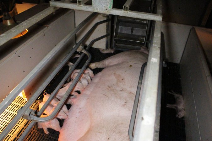 Farrowing crates at Sheaoak Piggery SA