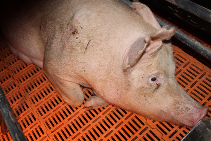 Farrowing crates at Wasleys Piggery SA