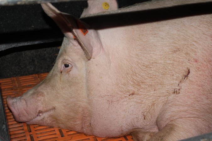 Farrowing crates at Wasleys Piggery SA