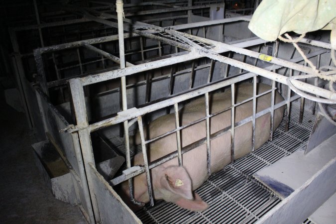 Farrowing crates at Huntly Piggery NSW